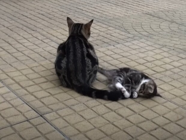 しっぽにかみつかれても、蹴られても動じず…子猫に《猫じゃらし代わり》にされる母猫の愛に絶賛の声「愛情深いなぁ」