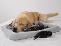 生まれた子猫たちをゴールデンレトリバーに紹介…母猫との《信頼関係》に感動の声「優しい世界」「愛があふれてる」
