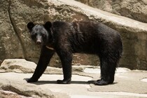 SNS「理解できない」と批判　クマ駆除した自治体へ｢かわいそう｣と抗議する人ってどんな心理状態？【精神科医が分析】