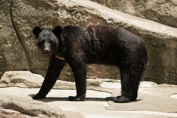 SNS「理解できない」と批判 クマ駆除した自治体へ「かわいそう」と抗議する人ってどんな心理状態?【精神科医が分析】