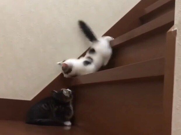 短足の子猫が《階段チャレンジ》! 苦戦しながらも諦めない姿に大反響「応援したくなる」
