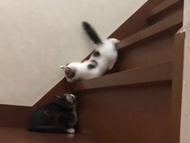 【動画】「頑張れ〜って言いたくなる！」　これが「豆大福」ちゃんの《階段チャレンジ》一部始終です！けなげ…！