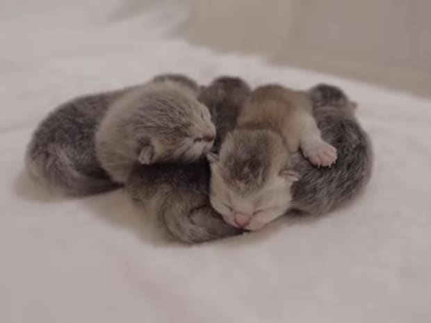 「眠いから邪魔しないで！」生後1日目の赤ちゃん猫！　とびきりキュート“世界最弱”の全力威嚇にもん絶「ほんとに天使のよう」