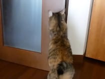 【動画】「天才すぎ！」　これが、慣れた手つきでドアを開ける“猫”です！