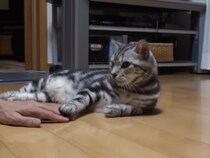 【画像5枚】「困惑してるwwww」　これが、飼い主に《意を突かれた》猫です！
