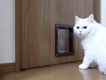 【動画】想像以上に邪魔してるwww→これが、邪魔される先輩猫です！