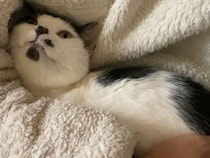 【動画】甘える姿がたまらん！→これが、飼い主に《一途な視線》を送る猫です！