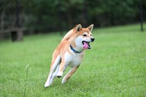 【要注意】意外すぎる食べ物も絶対ダメ！　これが「犬が食べたら危険なもの」です