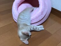 「まだ眠いのニャ～」寝ぼけた子猫にもん絶！　ベッドによじ登る“キュートな姿”に反響「天使がいる」「癒やされました」