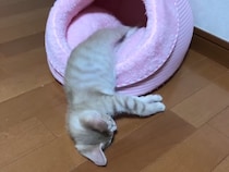 【動画】寝ぼけてるwww→これが《大きなあくび》をしている子猫です！