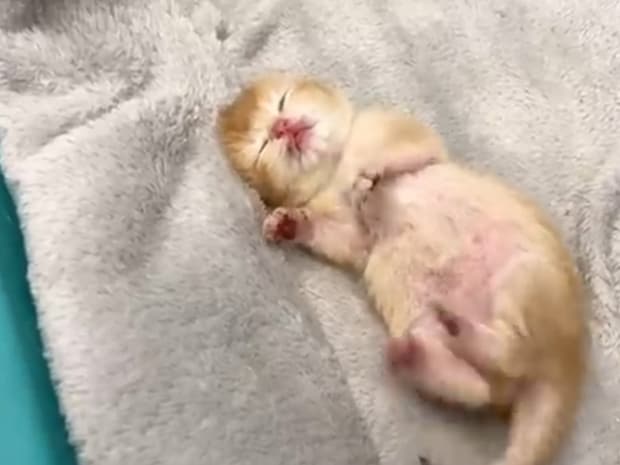 どんな夢を見ているの？　生まれたばかりの“赤ちゃん猫”にもん絶「抱きしめたい」「まるで天使！」