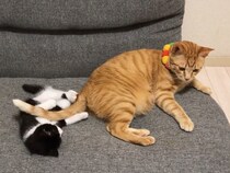 【動画】かわいすぎるってwwww→プロ級の“しっぽトントン”を見る！