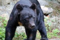 【弁護士解説】人身被害出ても「クマを殺すな」と長電話…自治体職員への“過度な苦情”って罪に問われないの？