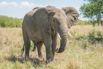 「世界最強の動物」ランキング　2位「アフリカゾウ」…1位は？