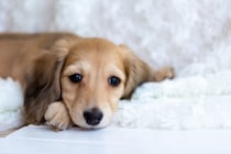 「かわいい動物」ランキング！　3位「ジャイアントパンダ」…圧倒的だった1位と2位は？