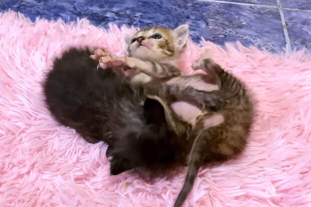 残念ながらほとんど空振り？　“ぽんぽこおなか”で挑む子猫パンチバトルがかわいすぎる！