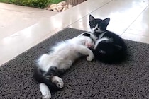 「べ、別に寝てなかったのニャ」慌てて取り繕う子猫に「人間みたい」「毎日でも見ていられる」と大絶賛の声