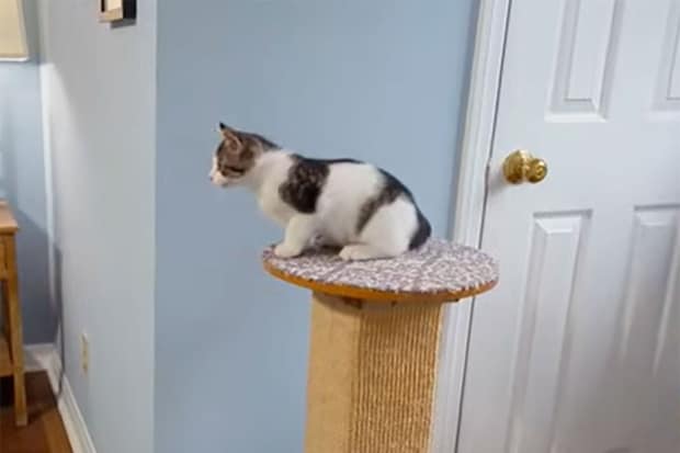 「怖いニャ…」ベッドに飛び乗れず立ち尽くす子猫、葛藤する姿に「次は飛べるよ！」応援コメントが続出