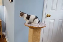 【動画】飼い主さんをチラチラ…“胸キュン必至”の一部始終を見る！