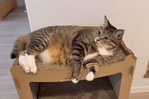 「全身やってニャ」ブラッシングされる猫さんに視聴者メロメロ！　「こんな猫見たことない」「かわいすぎるアザラシか」
