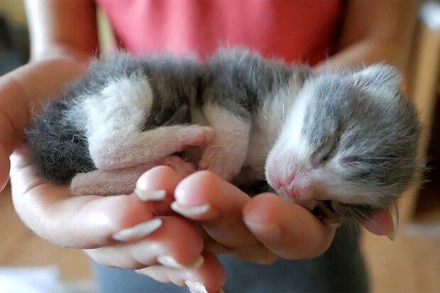 「かわいさの過剰摂取！」手のひらサイズの子猫、無防備すぎるお昼寝姿に悶絶