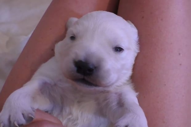 「あぁ…天使！」「白熊みたい」ひざの上で“へそ天”するゴールデン子犬の“かわいいの破壊力”がハンパない！