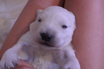 【動画】「天使の寝顔」の破壊力！！“白熊すぎる”ゴールデン子犬を見る