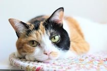 「ペットにしたい動物」ランキング　3位「カワウソ」…1位は「犬」or「猫」どっち？