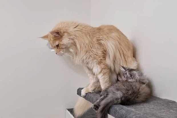 先輩猫のしっぽを必死に追いかけて…　夢中だった子猫の“まさかの塩対応”に切なくなる