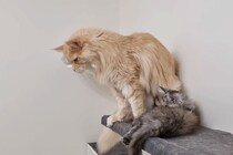【動画】巨大しっぽに子猫が夢中…まさかの“結末”をチェックする！