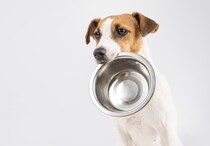【獣医師監修】たとえ愛犬が欲しがっても「絶対ダメです」　獣医師が警告する《犬が食べてはいけないもの》4つ