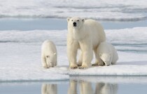 【気になる】「世界最強の動物」ランキング　3位「ホッキョクグマ」2位「アフリカゾウ」…1位は？