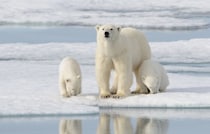 【気になる】「世界最強の動物」ランキング　3位「ホッキョクグマ」2位「アフリカゾウ」…1位は？