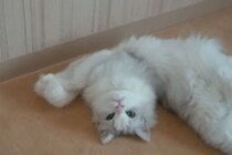 「何見てるニャ？」“美猫のしぐさ”に癒やされる！「想像以上」「反則レベル」視聴者の間で話題