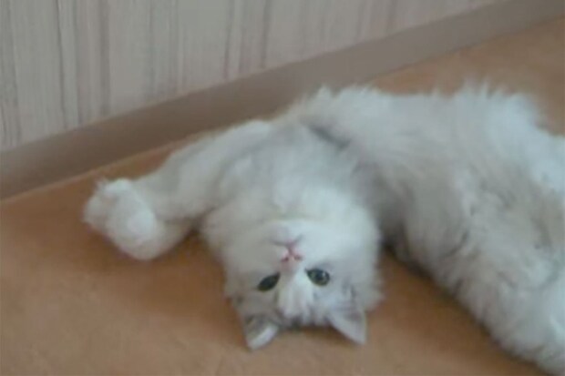 「何見てるニャ？」“美猫のしぐさ”に癒やされる！「想像以上」「反則レベル」視聴者の間で話題