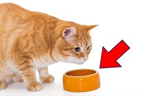 【獣医師監修】欲しがっても“絶対に”あげてはいけない…愛猫が食べたら「少量でも危険」なもの3例