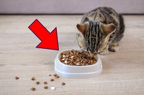 【疑問】「愛猫に長生きしてほしい」と思うなら、猫にも「サプリメント」を与えるべき？→獣医師に見解を聞く