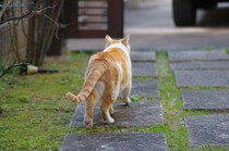 【ショック】死期が近づいた猫の切ない行動「姿を隠す」は“家猫”にも当てはまる？　獣医師に聞いた