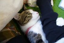 「離さないニャ！」飼い主の腕にしがみつく猫の“執念”に視聴者がメロメロ？かわいすぎて嫉妬の嵐