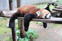 「かわいい動物」ランキング　3位「レッサーパンダ」2位「オコジョ」…「ぬいぐるみみたいでかわいい」動物が1位に