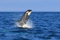 「かっこいい動物」ランキング　3位「シャチ」2位「オオカミ」…1位は？