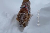 「粉砂糖をまぶした揚げパンみたい」雪まみれで動けなくなった柴犬が話題　「困り顔がかわいすぎ」「いとおしい」の声