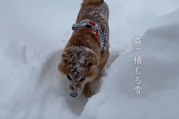 「粉砂糖をまぶした揚げパンみたい」雪まみれで動けなくなった柴犬が話題 「困り顔がかわいすぎ」「いとおしい」の声