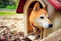 【衝撃】「虐待」「かわいそう」の声…犬の“外飼い”は時代遅れ？　愛犬の“健康”守るために必要な取り組みとは　獣医師が解説