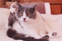 謎すぎる…愛猫の“困った行動”ランキング　「狭いところに入りたがる」「突然走って急停止」…飼い主のトップ回答が「あるある！」