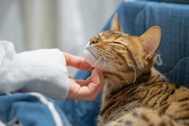 【猫の日】避妊・去勢手術受けた猫は健康に？　猫を「長生き」させるためにできること　獣医師に聞く