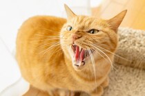 【獣医師監修】猫が「シャー！」する理由、実は威嚇だけじゃなかった…！
