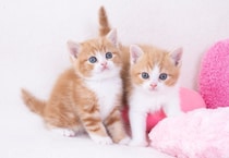 【最新】人気「猫種ランキング2025」発表！　3位「マンチカン」2位「混血猫」…“17年連続1位”となった猫種は？