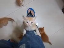 【動画】子猫たちが飼い主の足を…かわいいの大渋滞！
