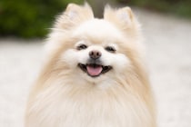 ペットにしたい「小型犬」ランキング　3位「トイ・プードル」2位「ポメラニアン」…1位は“ぬいぐるみ”みたいな犬